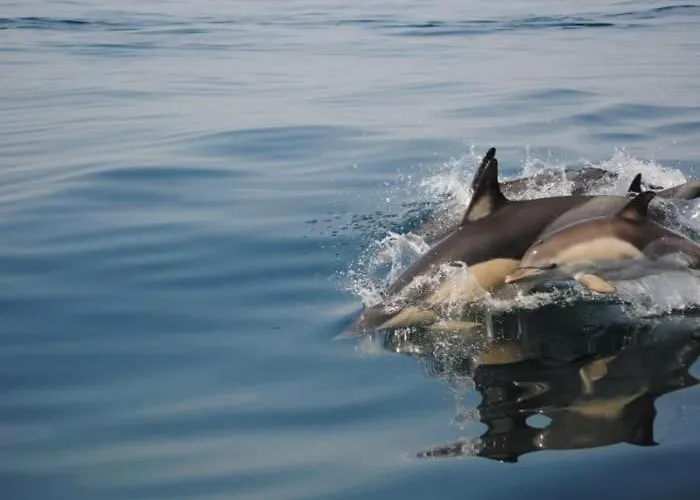 Apartament T2 Oasis Parque, Piscinas, Jacuzzi E Tenis! *